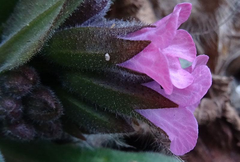 Pulmonaria vallarsae ?